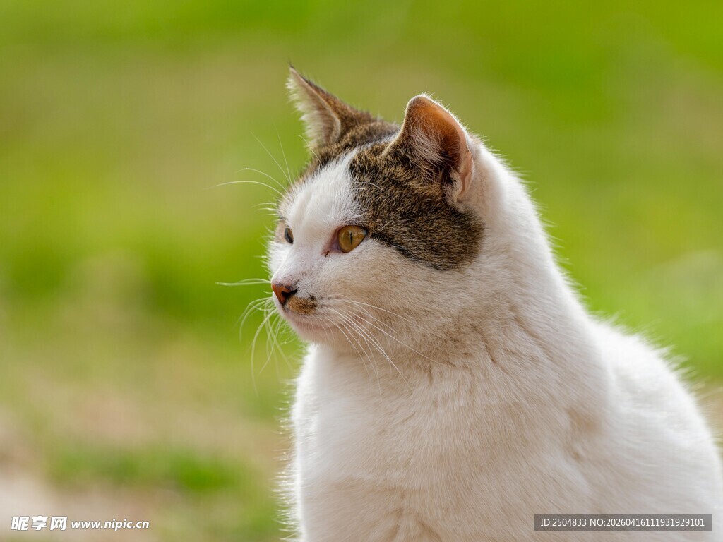白棕猫咪侧目望景