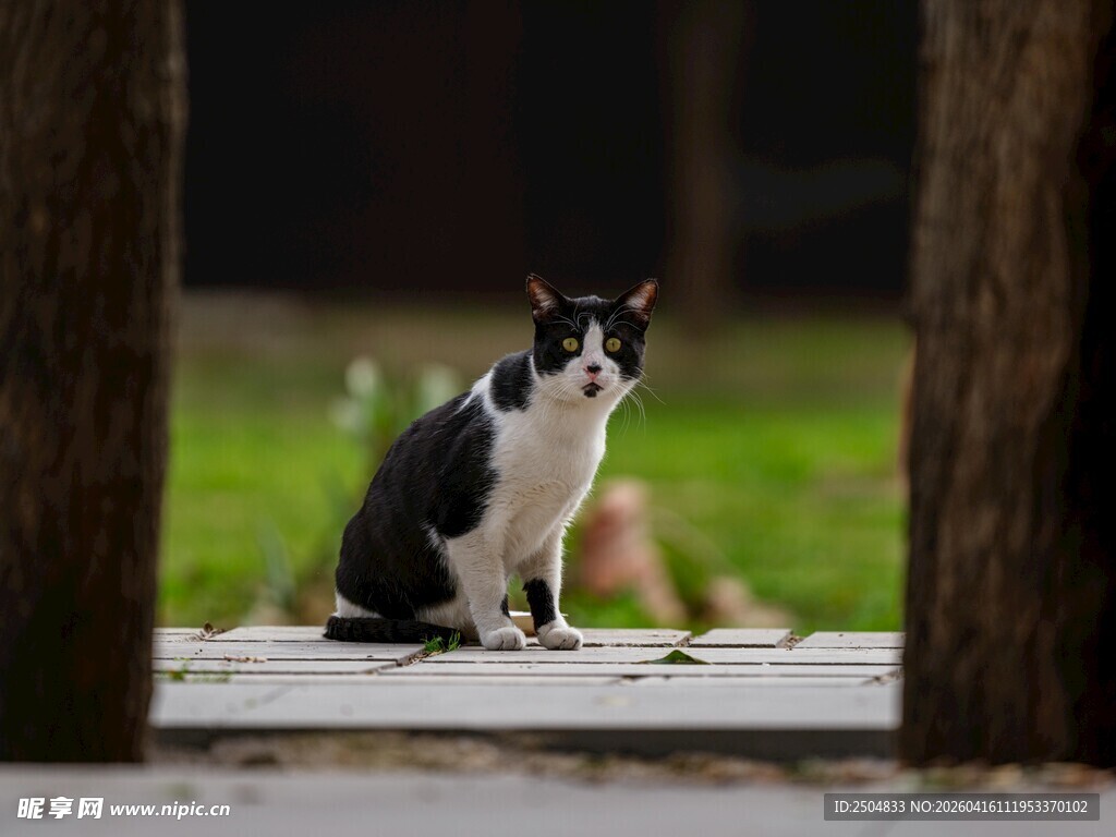 黑白猫咪坐于户外木道