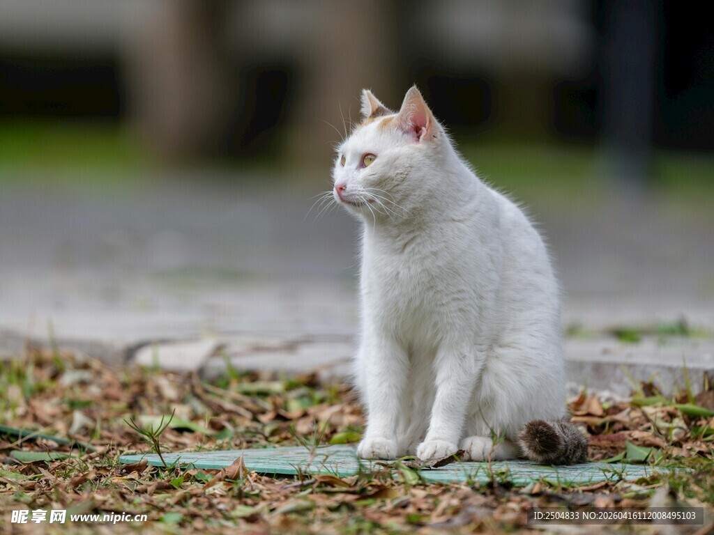 户外端坐的白色猫咪