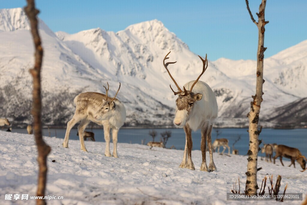 雪地中的驯鹿与雪山美景