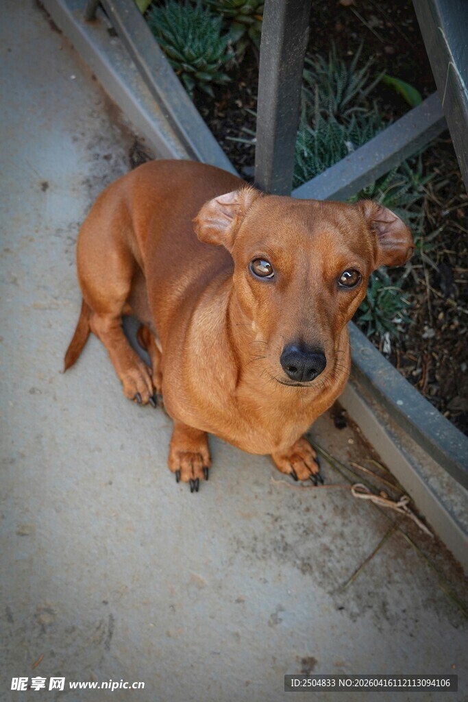 可爱棕色腊肠犬蹲坐