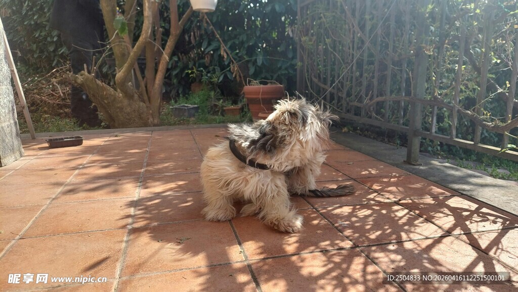 阳台上的可爱猫咪