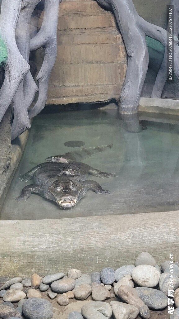 水池中的鳄鱼