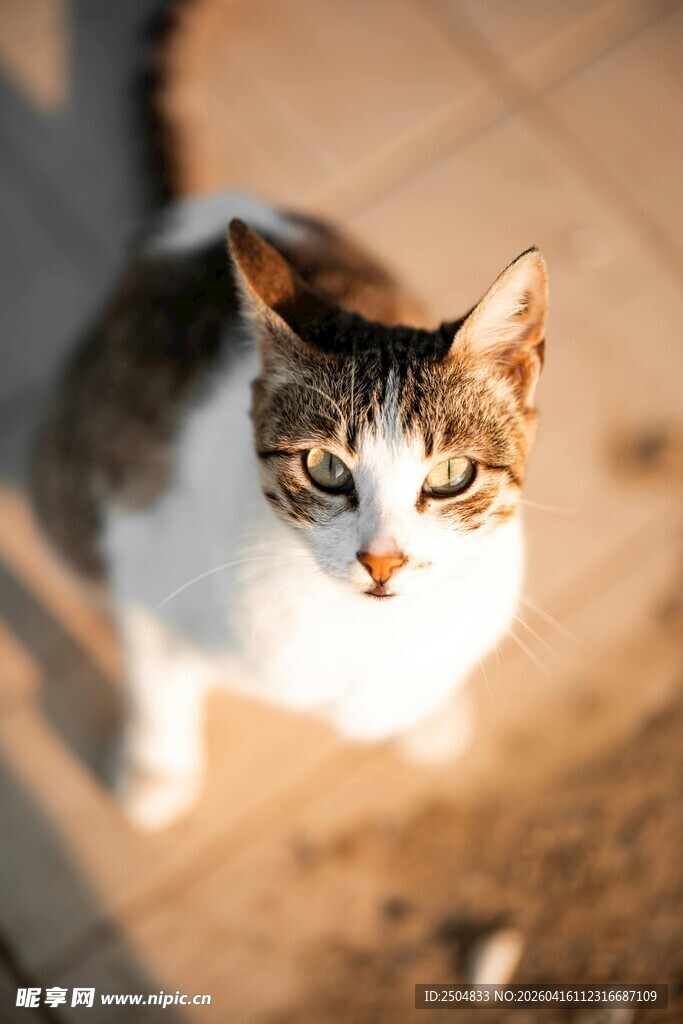 阳光下的可爱猫咪