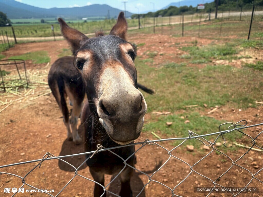 驴站在围栏边好奇张望