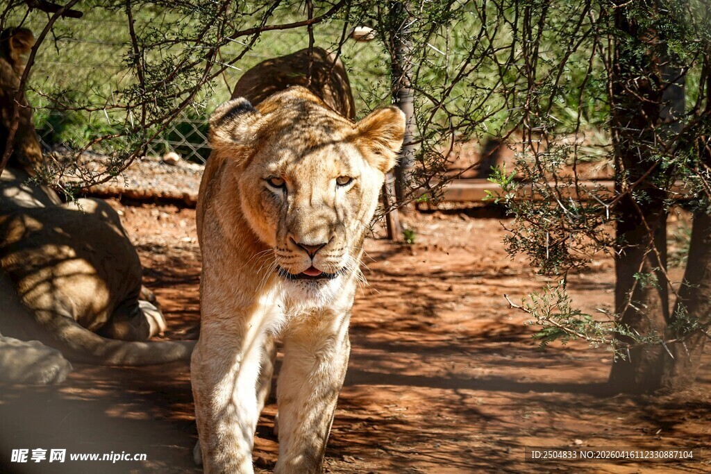 漫步丛林的威武狮子