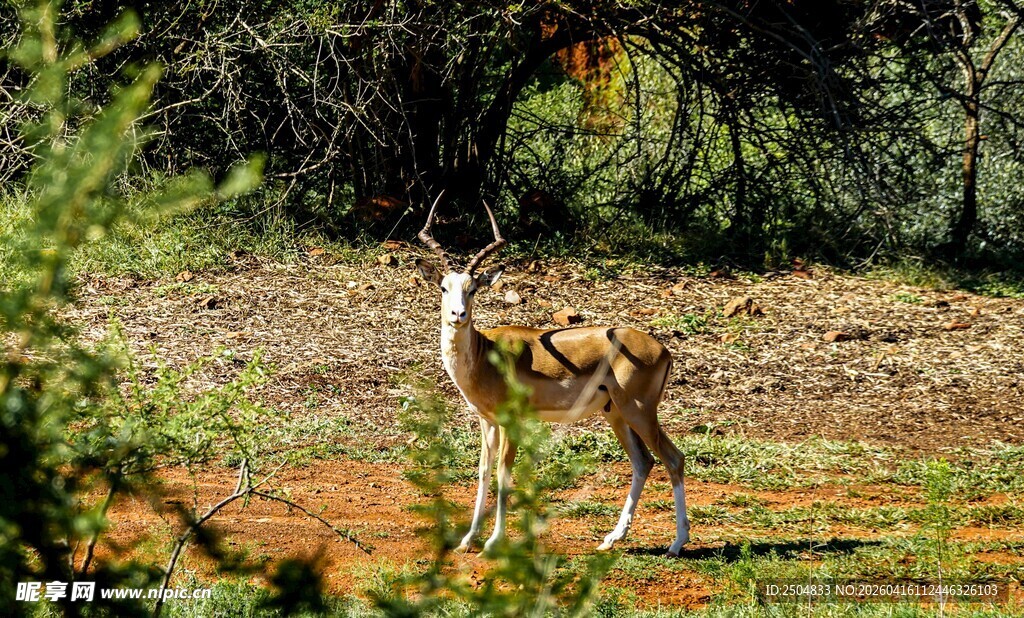 草原上的站立羚羊