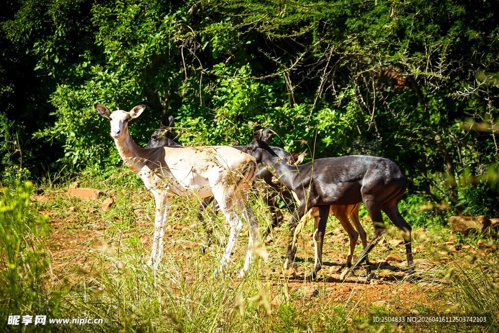 田野中亲昵互动的几只羊