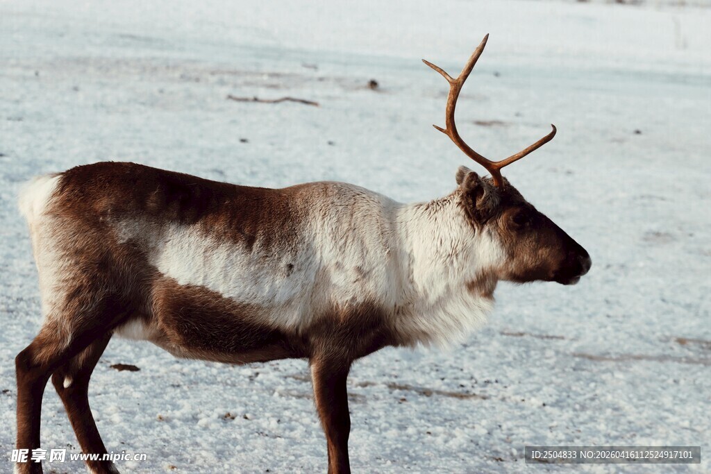雪地中的驯鹿