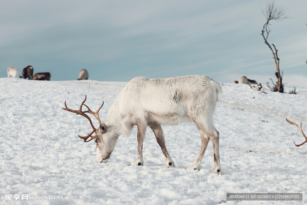 雪地中的驯鹿