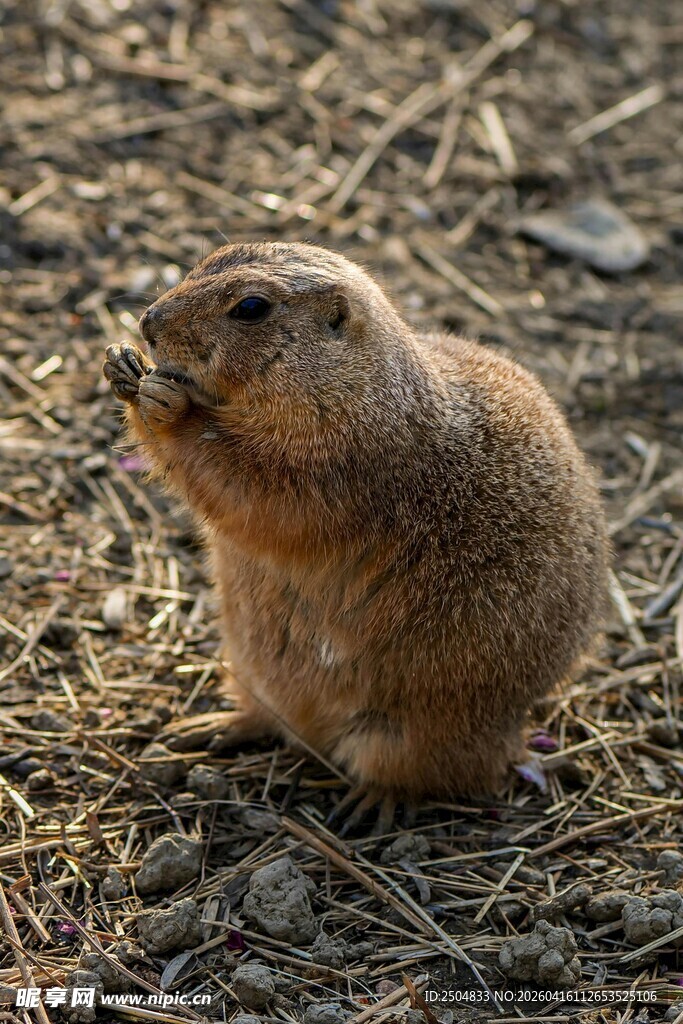 草原犬鼠进食瞬间