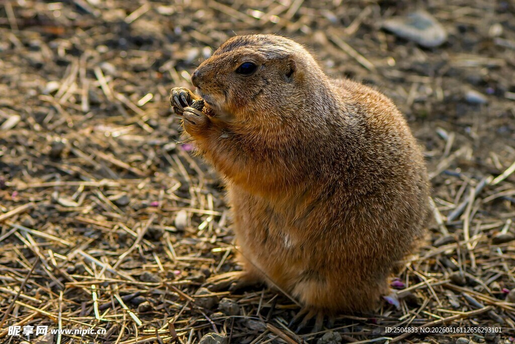 站立进食的可爱草原犬鼠