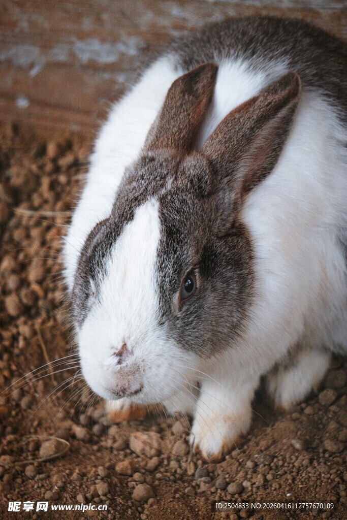 灰白兔子蹲坐于木屑上