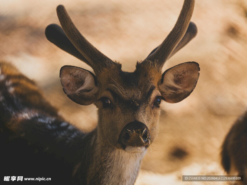 小鹿特写