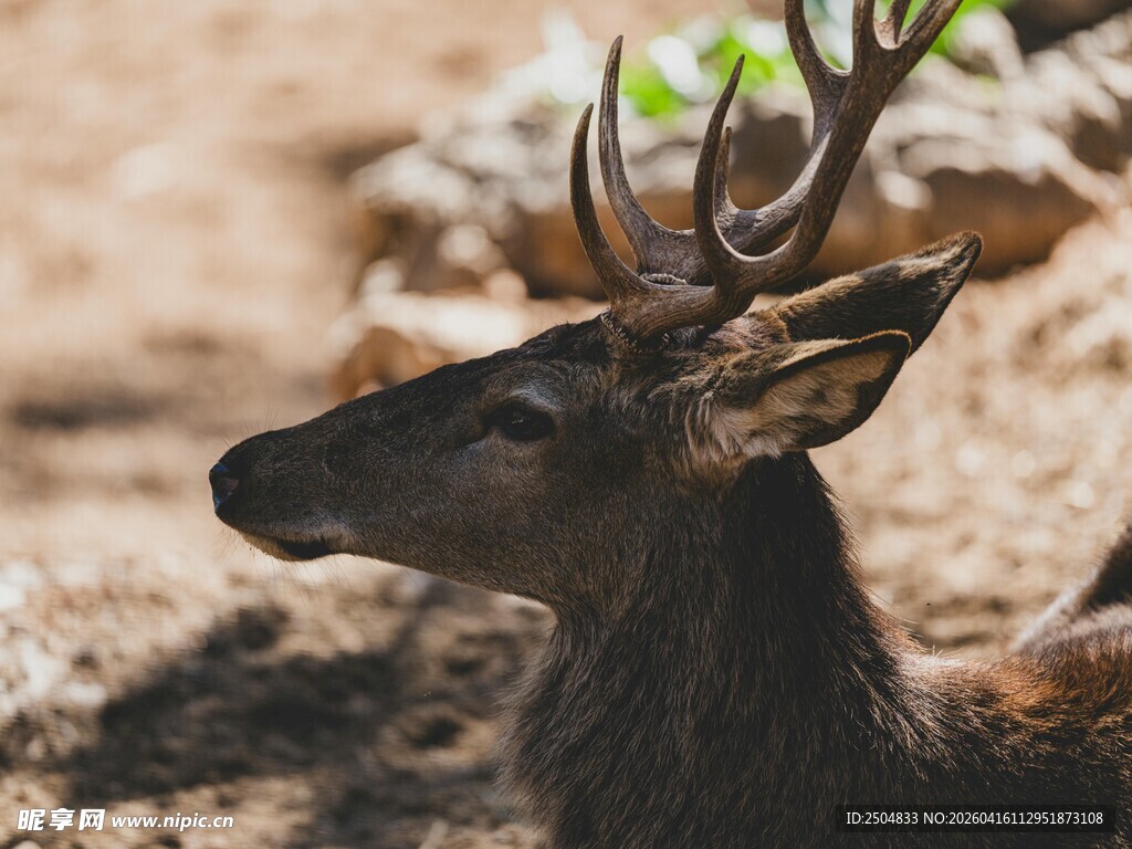 休憩的鹿