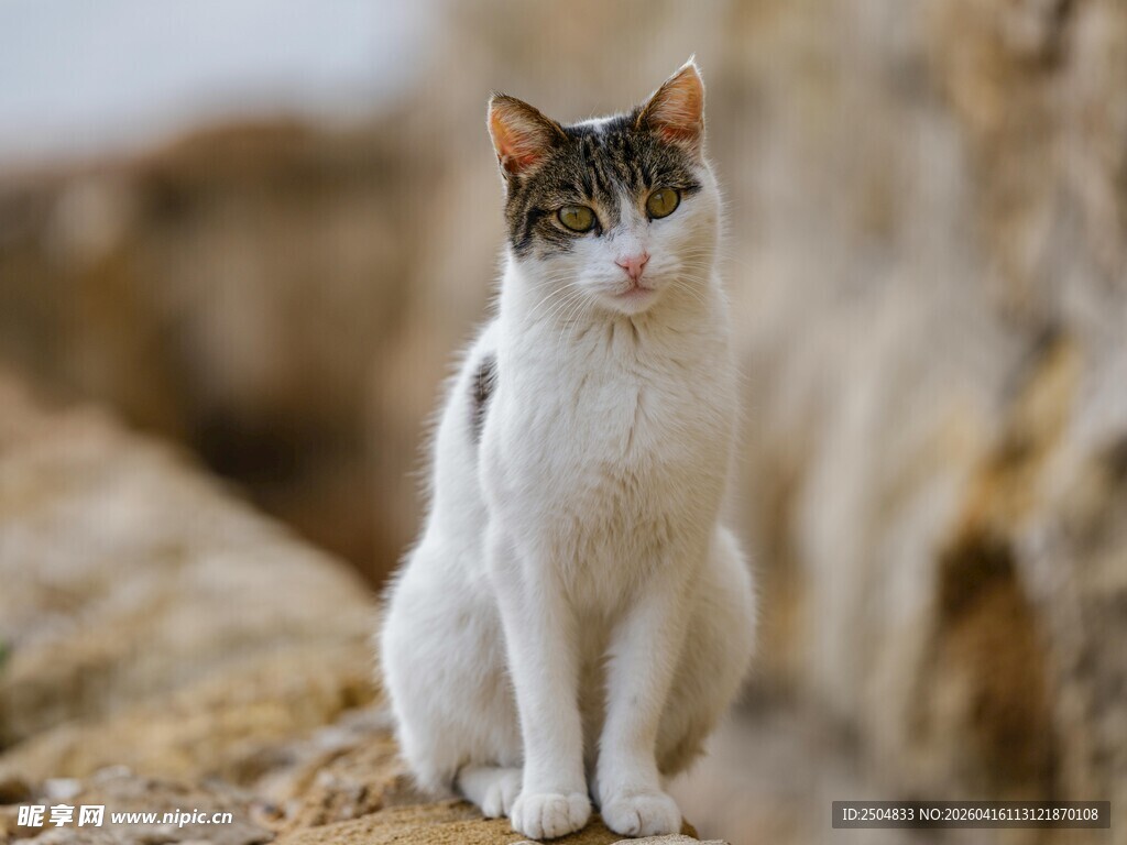 岩石上的三色猫咪