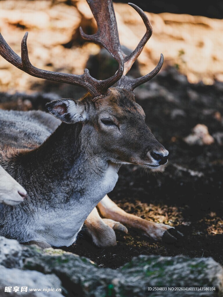 卧于石间的优雅鹿
