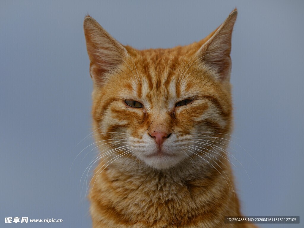 眯眼橘猫的可爱瞬间