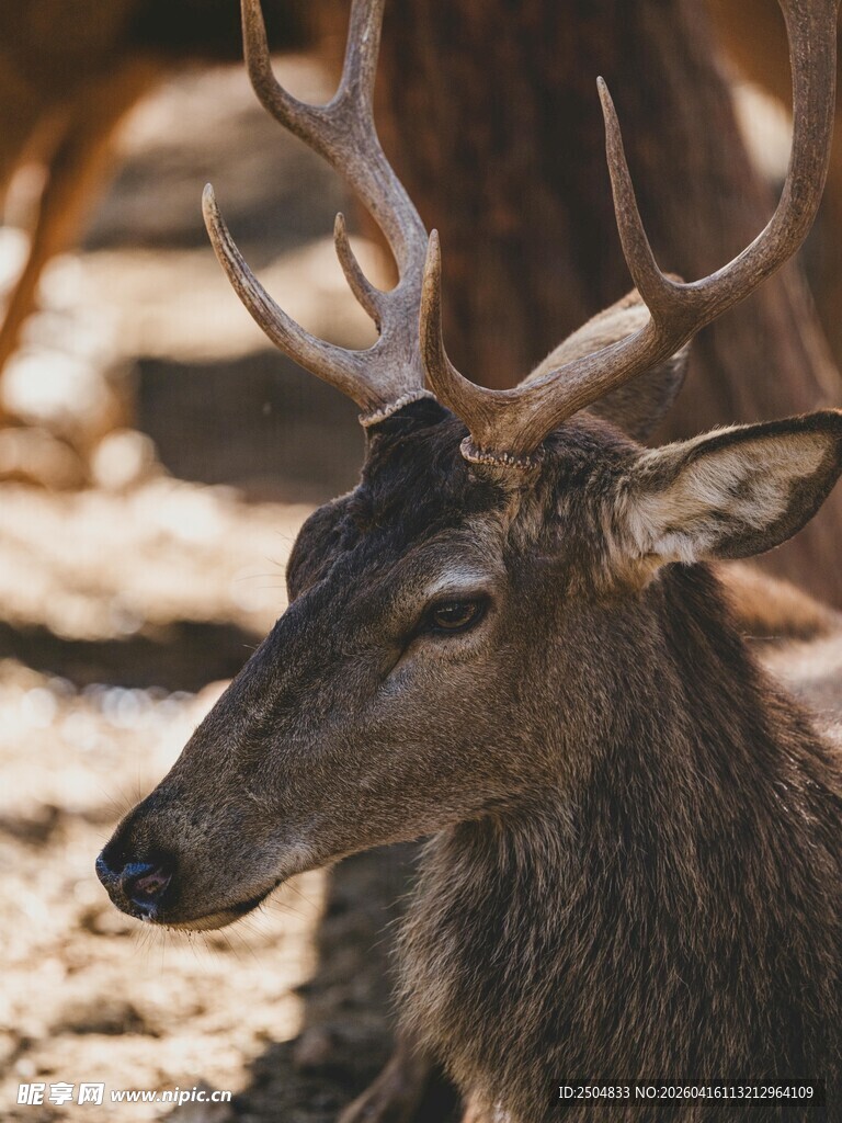 卧地雄鹿特写