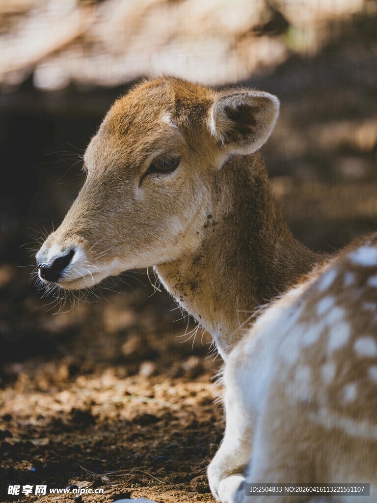卧地的梅花鹿