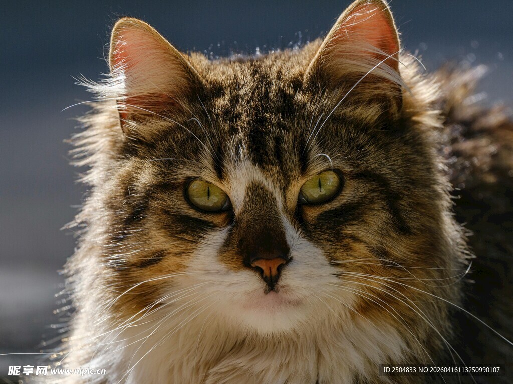 长毛猫特写