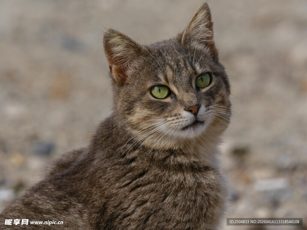 灰毛猫咪专注神情特写