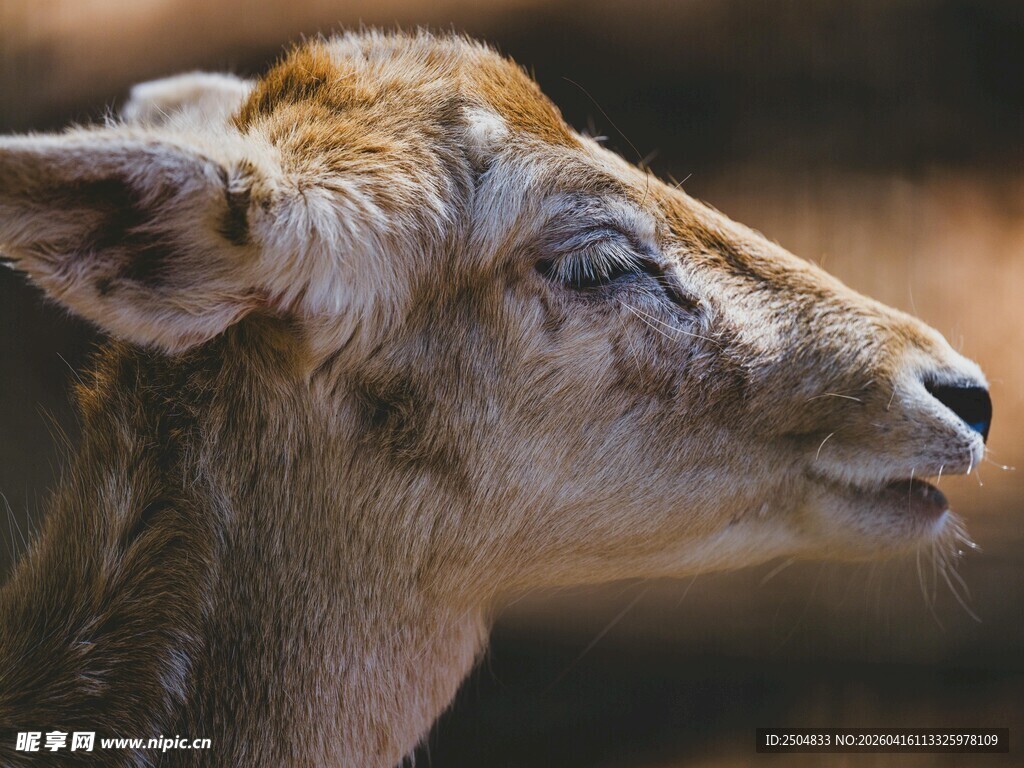 鹿的特写