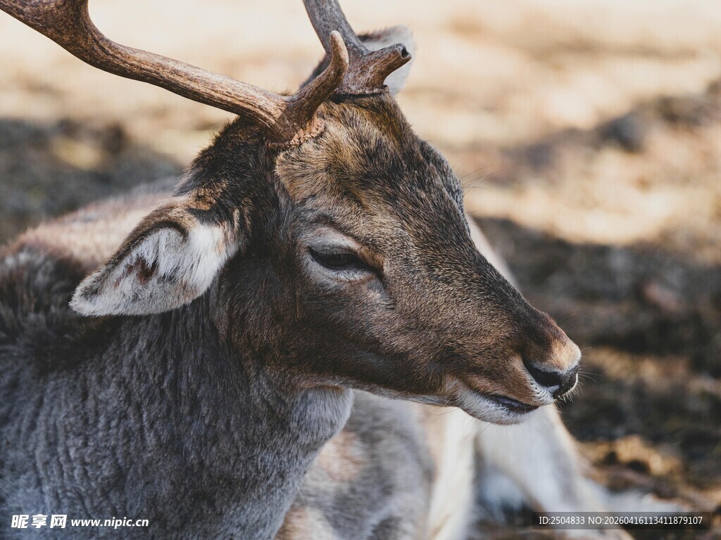 休憩的雄鹿