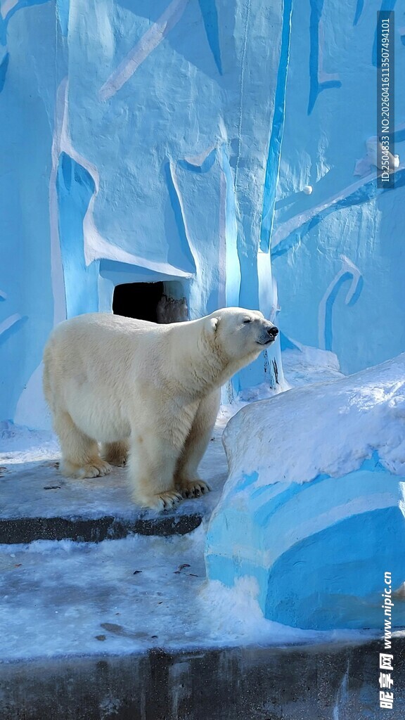 冰面站立的北极熊