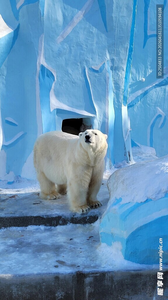 冰面北极熊