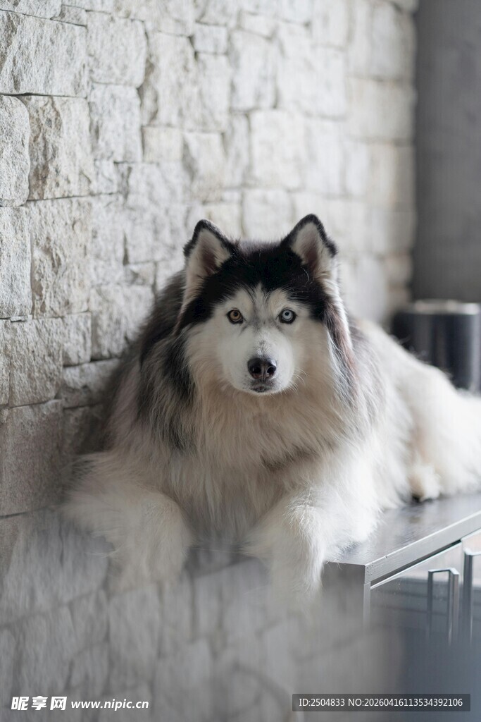 可爱阿 斯加犬靠墙休憩