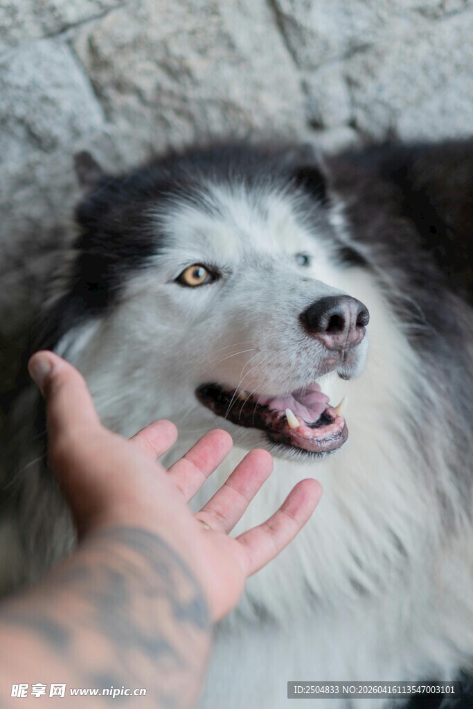 手抚灰白毛发的可爱狗狗