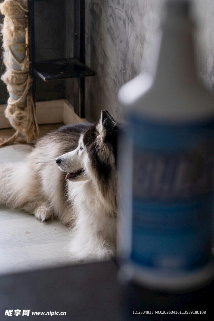 猫咪慵懒躺卧在洗漱台旁