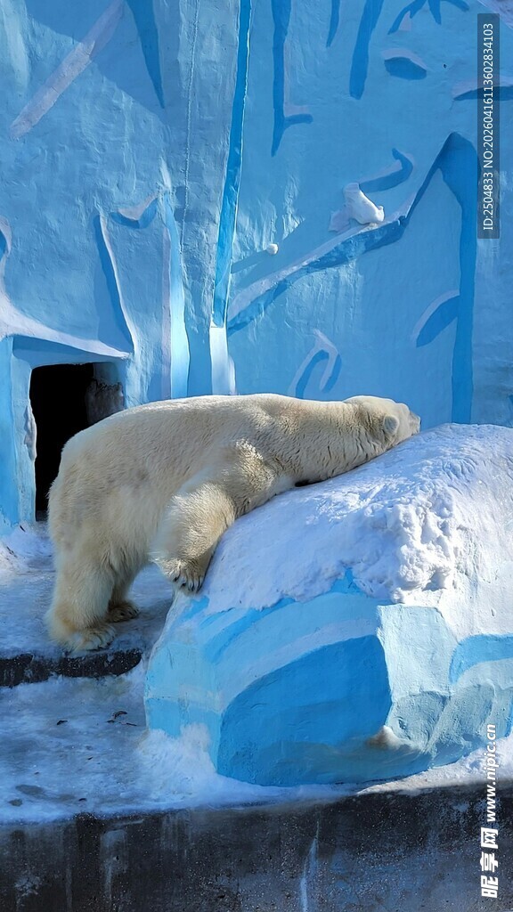 冰原上的北极熊