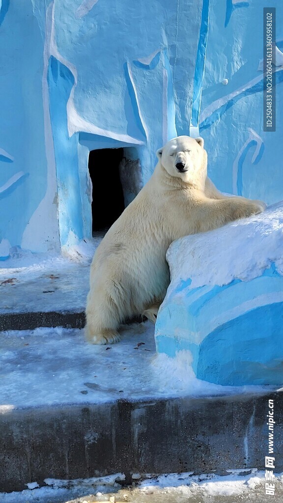 冰上休憩的北极熊