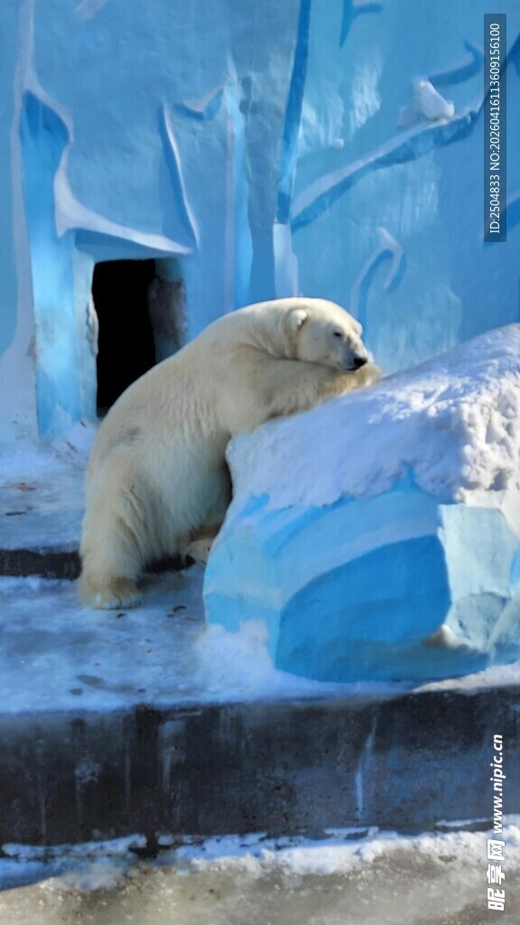 北极熊倚靠冰块休憩