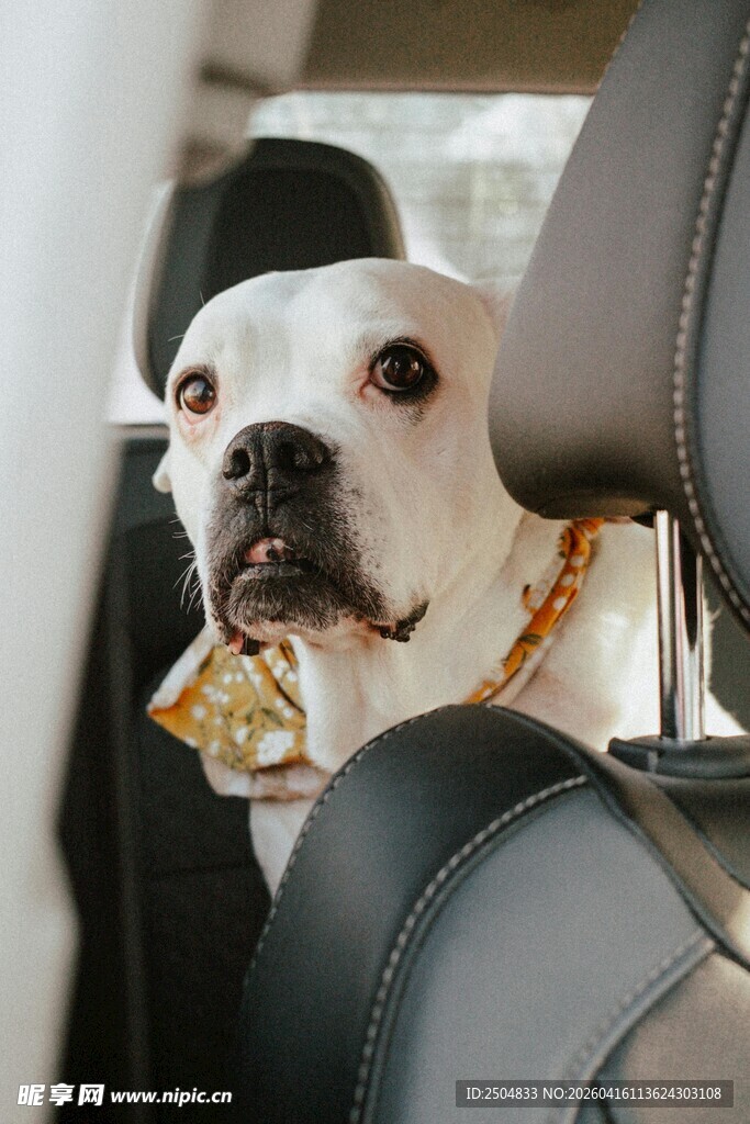 乘车的可爱白狗