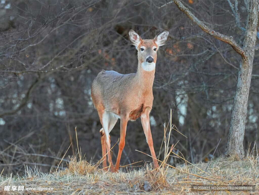 野外站立的小鹿