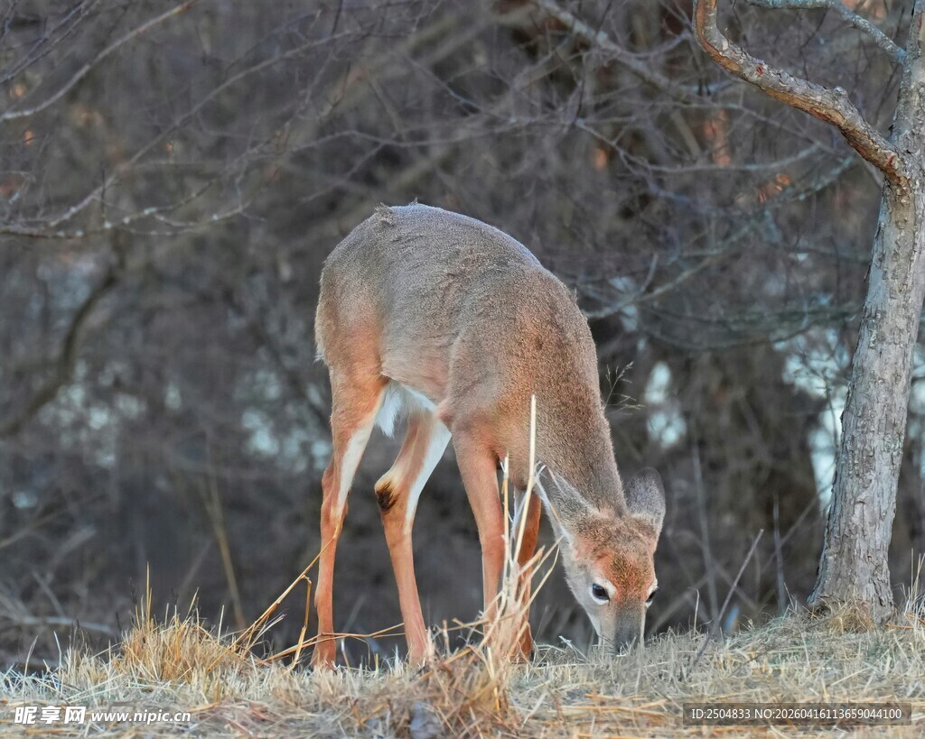 野外低头觅食的小鹿