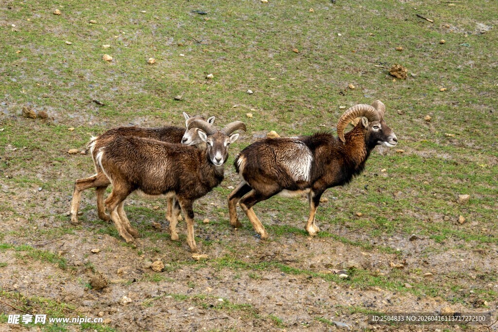 草原上的两只盘羊