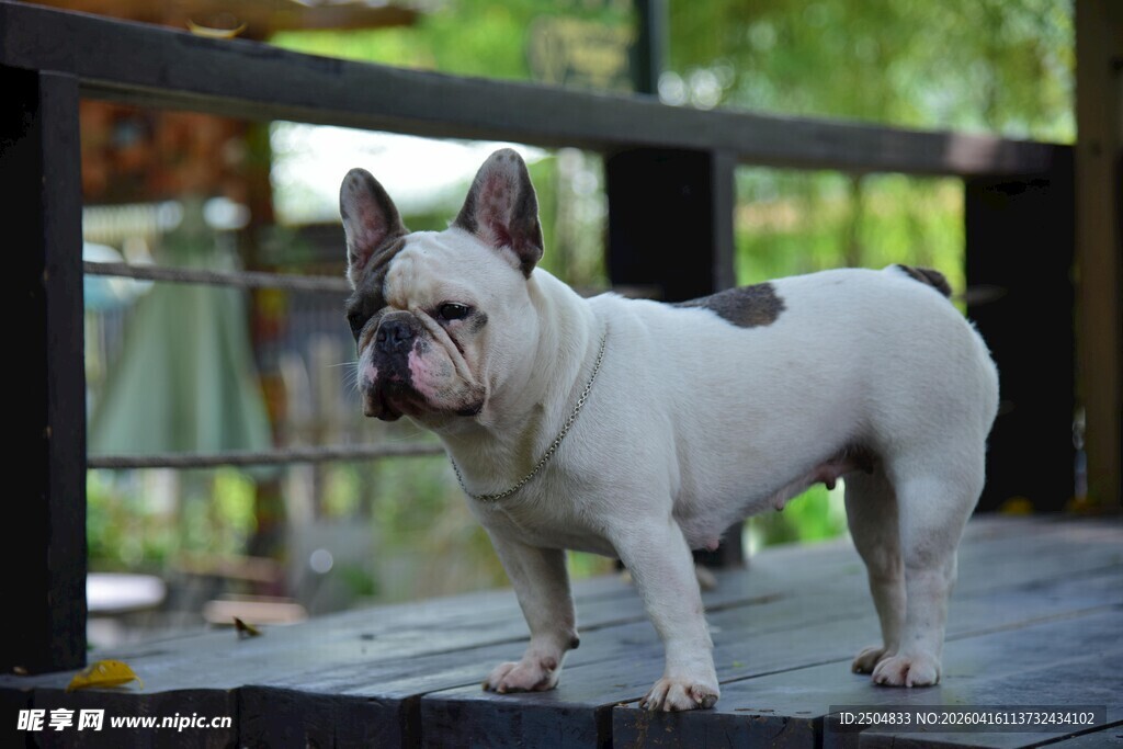 可爱法国斗牛犬户外站立