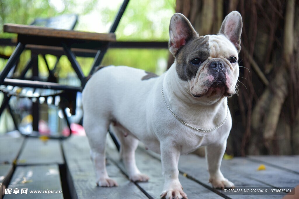 可爱法国斗牛犬户外站立