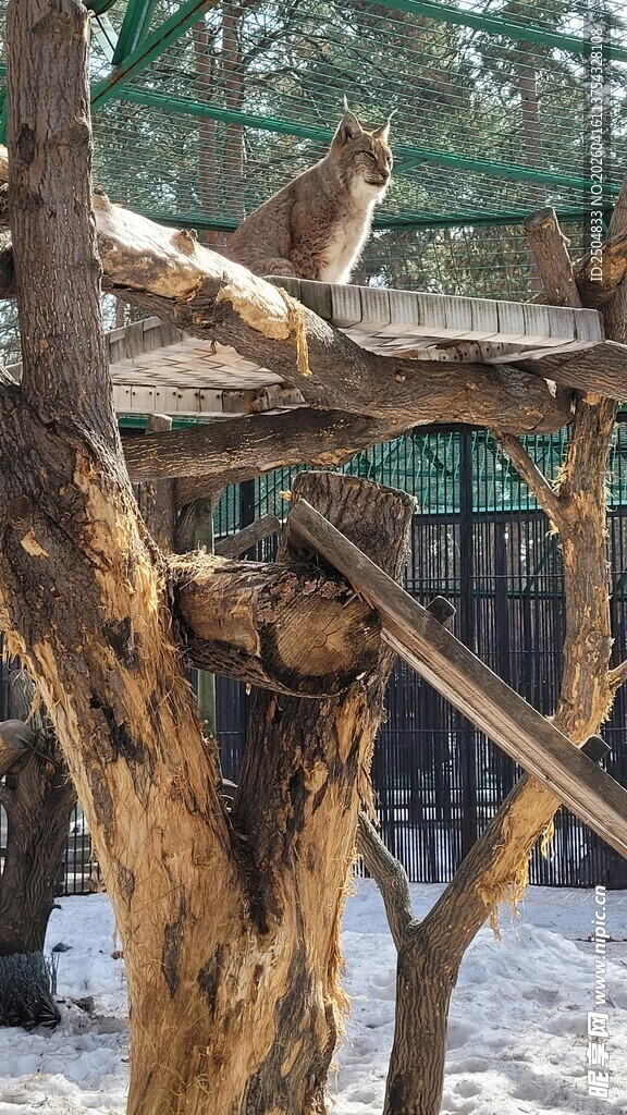 树枝上休憩的多只猴子