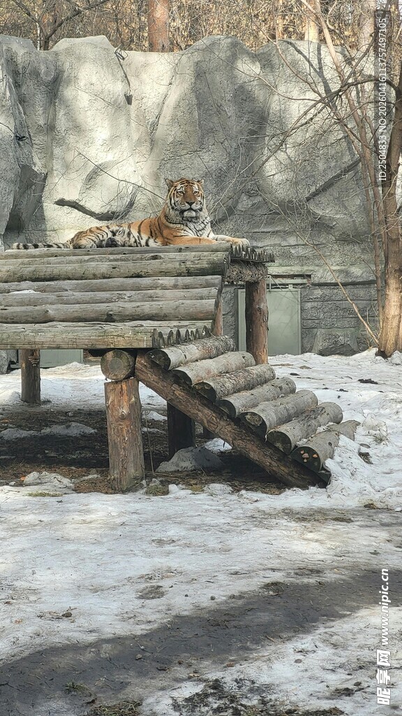 雪地中的木制动物栖息台