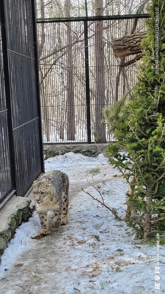 雪地中带围栏的户外场景