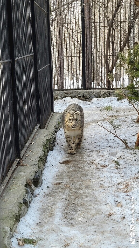 雪地墙边行走的小动物