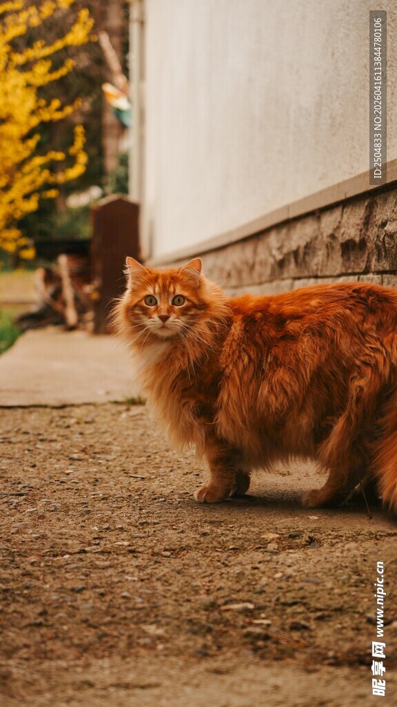 橘猫漫步在秋日小道
