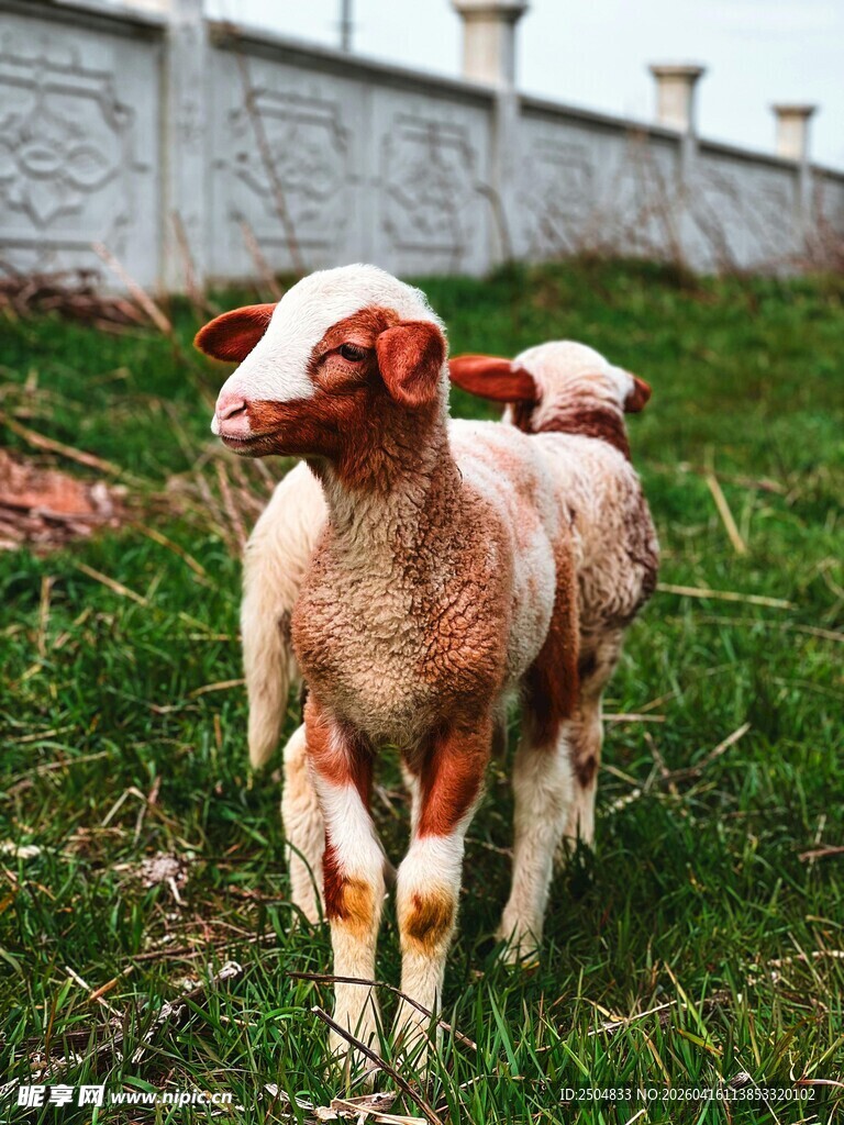 草地上的几只可爱小羊羔