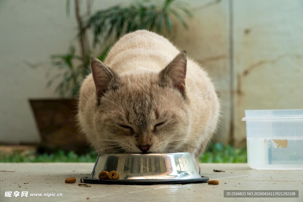 猫咪低头享用碗中食物