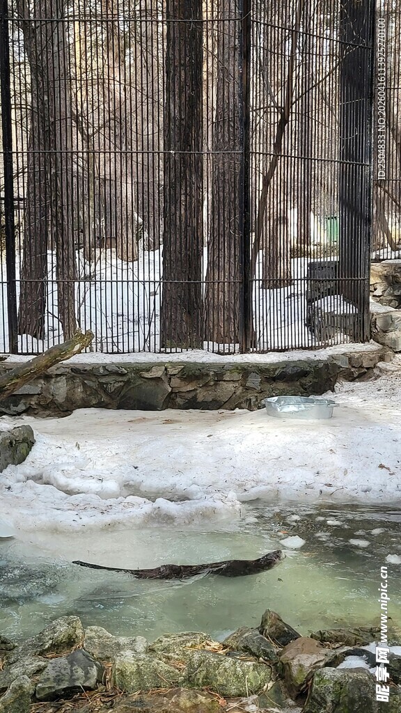冬日林间溪流雪景